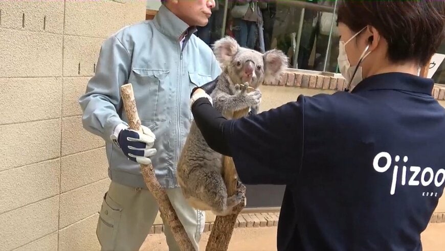 神戸市立王子動物園