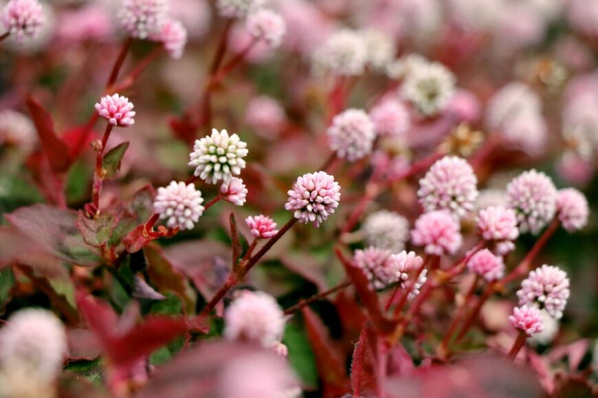 ヒメツルソバの花。色は薄いピンク。茎は赤色