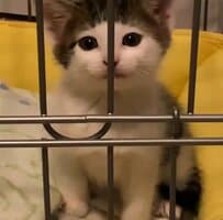 「可愛すぎる悪魔」まだねんねしない！子猫の主張姿に1万いいね