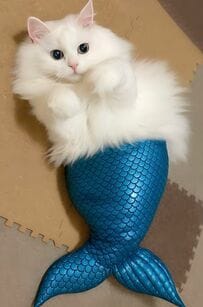 【変身】人魚の姿にコスプレする猫ちゃんが話題　もふもふボディ姿にもいいね続々