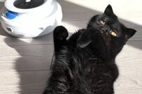 「ゴロゴロしてる猫」を観察していたら…　まさかの「華麗な体勢」に思わず笑顔になってしまう