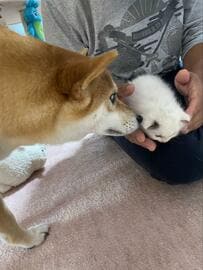 「←家に来た日　3歳→」保護子猫と柴犬　3年後の姿に感動！