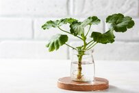 【ガーデニング】梅雨は「挿し木」のベストシーズン！簡単にできる〈挿し木の方法＆コツ〉