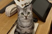 PCの上で見つめてくる猫　しばらく様子を見ていたら…思わず悶絶してしまう展開に