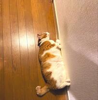 「今日もネコ落ちてる」廊下でドーンとくつろぐ猫ちゃんに「大きにゃ落し物だ」「すぐに撫でに行きます」の声