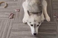 いたずらをしたハスキー犬　「かわいすぎるごまかし方」に癒される人続出