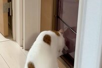 【まさか】初のキャットドアに挑戦する猫ちゃん…予想外の邪魔に笑いが止まらない！