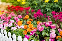 【お金をかけない庭づくり】種まきならローコストで花いっぱい！今まきどきの育てやすい花6選