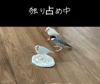 【エサを独り占めする文鳥】「食べちゃダメッ」エサを独り占めする文鳥が強い！