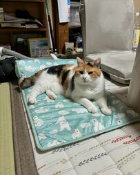 キッチンに向かうお母さんを見た保護猫が…直後、思わず悶絶の行動にSNSユーザー悶絶！