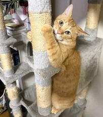 キャットタワーで猫ちゃんがしてたのは蝉のポーズ　朝から元気な日とお疲れな日の差があり過ぎて爆笑