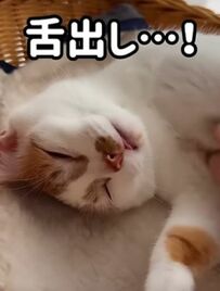 「可愛すぎて倒れそう」舌が出しっぱなしになっている猫ちゃんにSNSユーザーがメロメロ