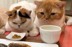 魚の干物に誘惑されて…ひたすら凝視する猫が可愛い