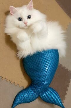 【変身】人魚の姿にコスプレする猫ちゃんが話題　もふもふボディ姿にもいいね続々