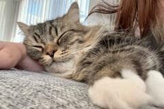 「といれいきたい」とんでもなく可愛い猫ハラスメントに悶絶