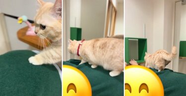 もう王様じゃん】人間を上手に使う猫に思わず二度見 まさかの光景が