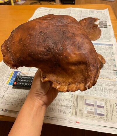ビックリするほど大きな椎茸！