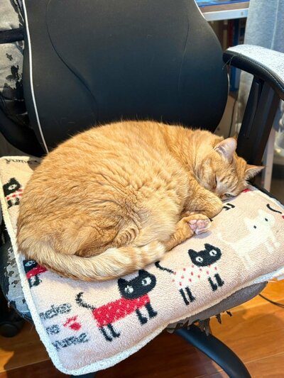 イスを占領するネコハラ
