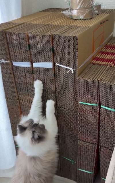 爪とぎとして活用する猫ちゃん