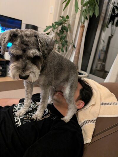 寝そべるパパに座るワンちゃん