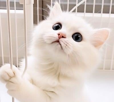 見上げるおめめがたまらなく可愛い