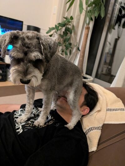 寝そべるパパに座るワンちゃん