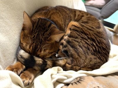 アナイスちゃんの秘儀?!「しっぽマスク」