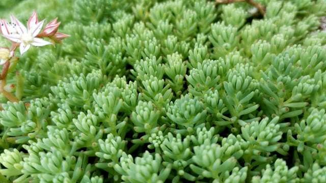 「植えてよかった」10年以上植えっぱなしでも美しいグランドカバー《多年草》6選＆ 育て方のコツ