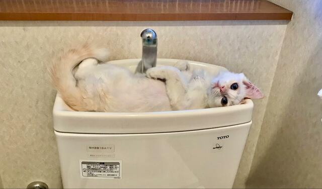 「水が流せません」トイレの手洗い場を占拠するのは猫様　ゴロンと寝転んで悩殺ポーズする姿に1.5万いいね