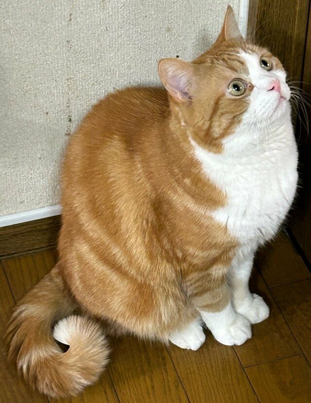 【ギャップ萌え】お行儀よくお座りしていた猫が… 無防備な「気絶」姿に笑ってしまう