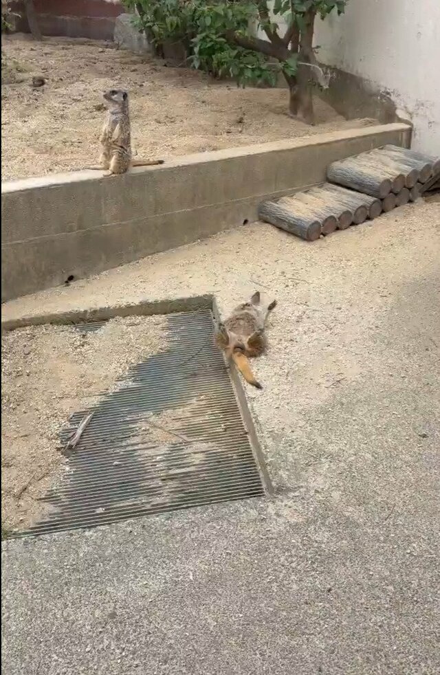 【東武動物公園】「リラックスしすぎ」腹を出して落ちるミーアキャットが可愛すぎる「日光浴中だったのかな？」（埼玉県）