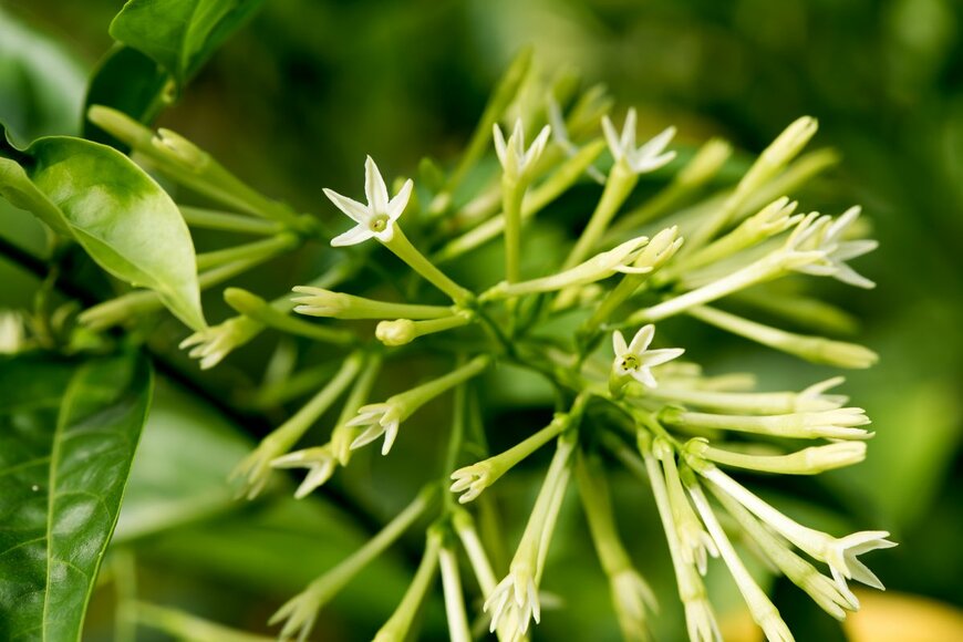wasanajai/Shutterstock.com