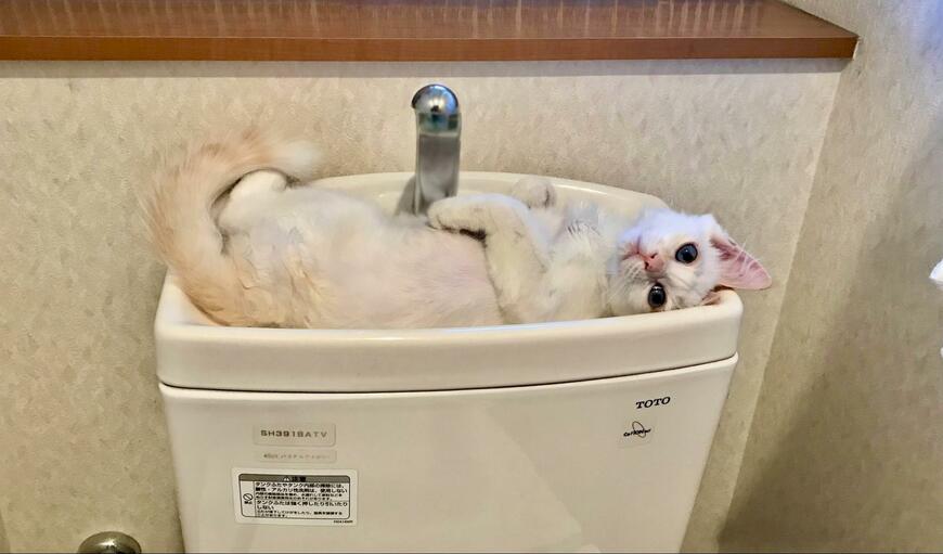 「水が流せません」トイレの手洗い場を占拠するのは猫様　ゴロンと寝転んで悩殺ポーズする姿に1.5万いいね