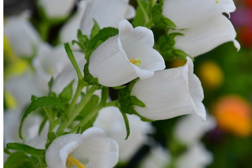 magicflute002/istockphoto.com