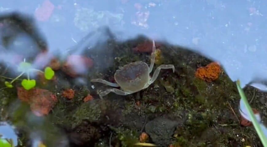 出所：@Ruuaquarium