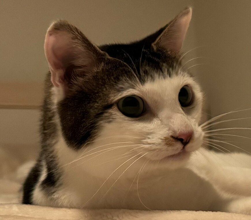 出所：@Saeroyi_cat