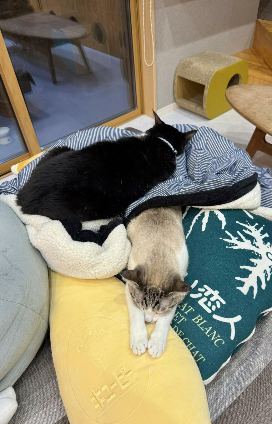 出所：@omochi_nam01