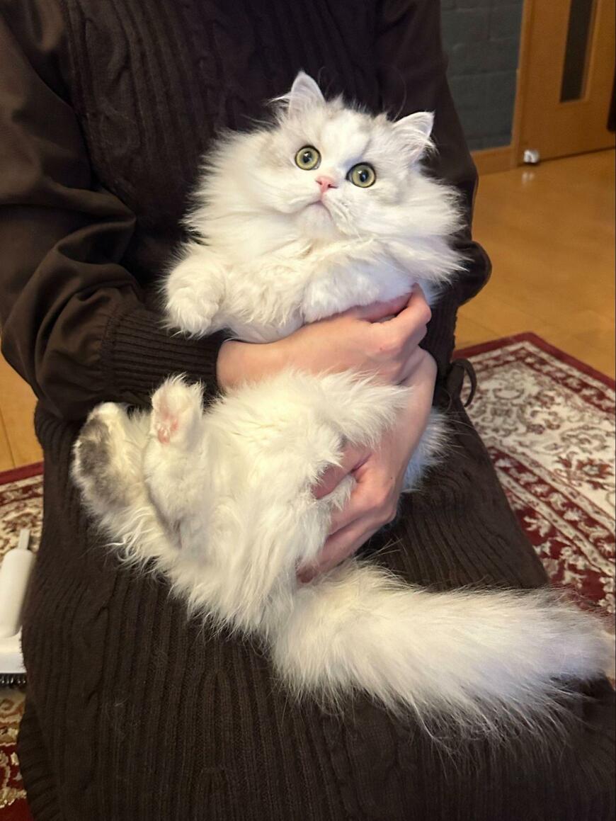 出所：@NEKOLAND13