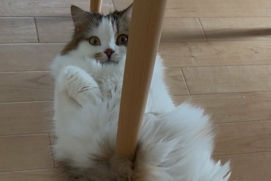 【まじどうなってるの】椅子の脚がお腹に…　「猫の衝撃的な姿」に思わず目を疑う