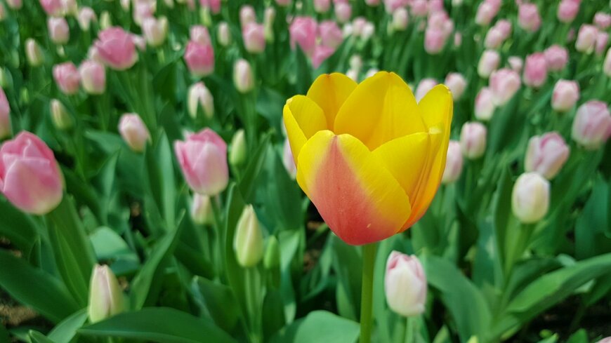 Printemps PhotoArt/istockphoto.com