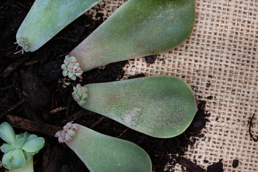 Aninka Bongers-Sutherland/Shutterstock.com