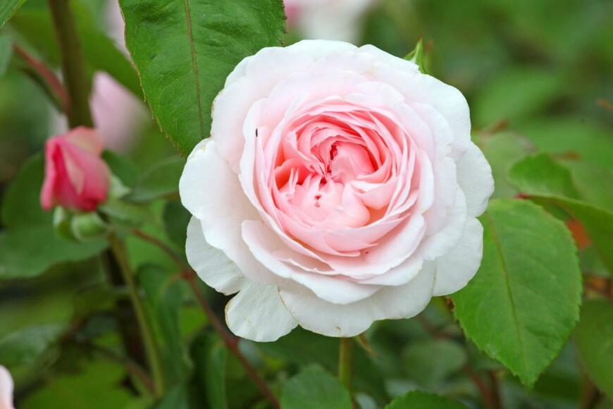 Alex Manders/shutterstock.com