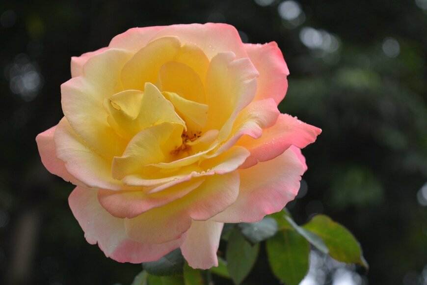 Cambarola/istockphoto.com