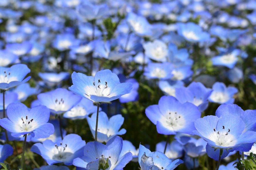 Nemophila/istockphoto.com