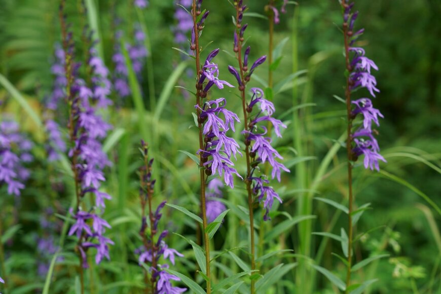 High Mountain/shutterstock.com