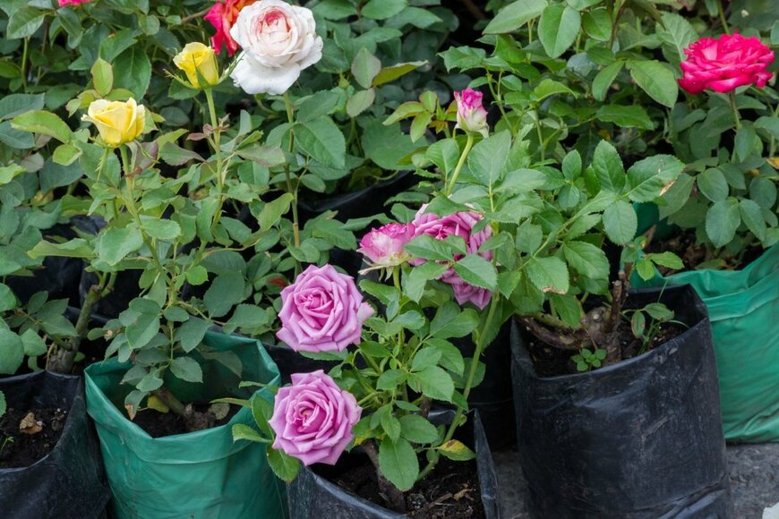 Tatyana Mi/shutterstock.com