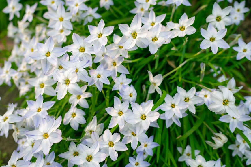 okimo/Shutterstock.com