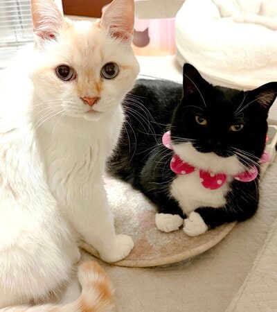 出所：＠unicouniuni3