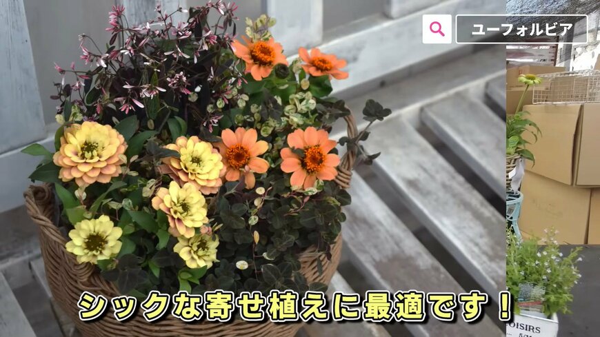 出所：@petit_fleur