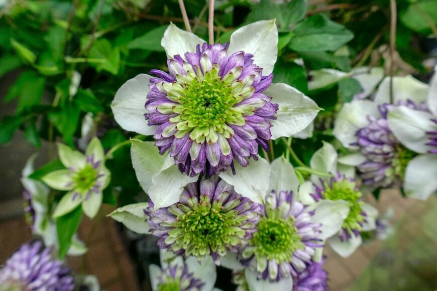 Imagepocket/shutterstock.com